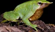 失去“自由”的蝌蚪