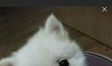 我爱外婆家的小花狗