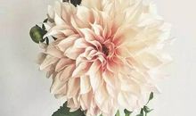 我愿意是一朵大理花