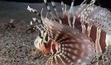 做一条勇敢的鱼