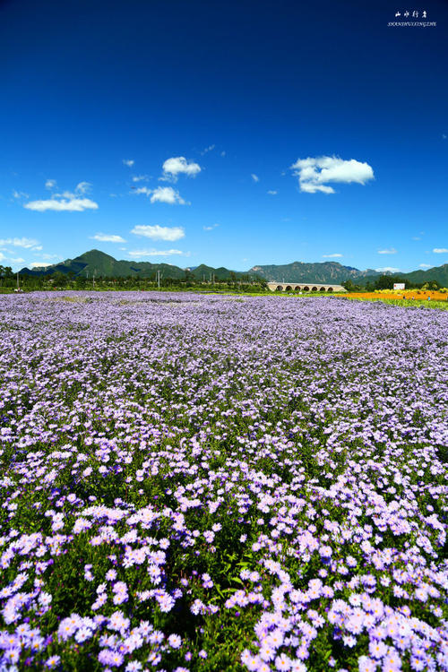 关于阅读《百花齐放》的思考