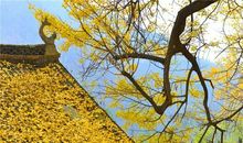 小草对大树的情意