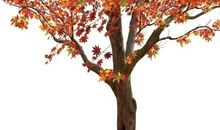 落叶给大树的一封信