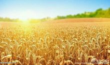 谁能把秋天留住