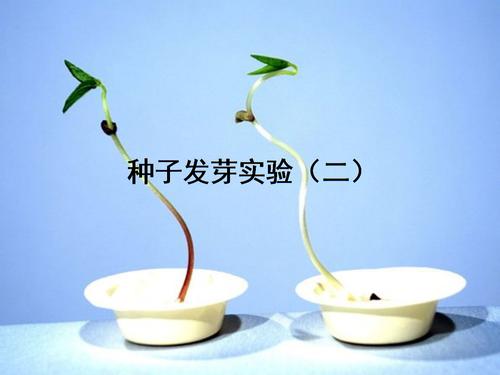 青年的种子发芽了