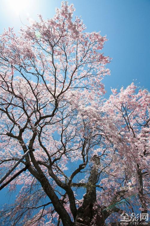 谁为三月盛开的樱花