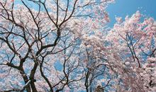 三月樱花为谁而开