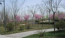 今年春天我很无措