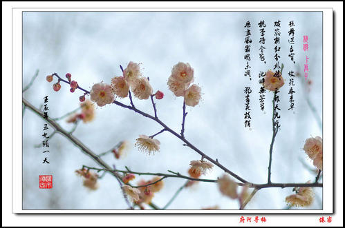 梅敖群芳