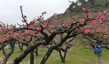 又是一年春风起