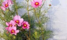 没有幸福的人只有幸福的心