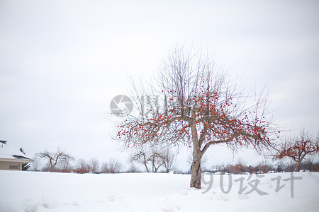 雪梅