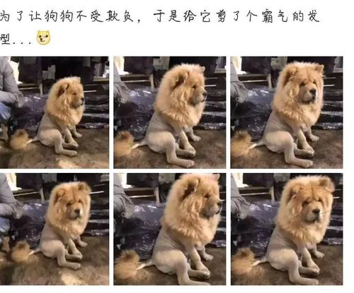 狗教我信任
