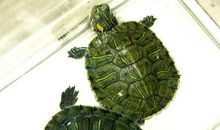 家有一宝——我的宝贝龟