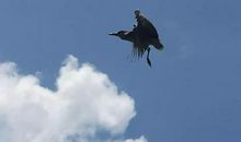 我真希望我能够飞翔