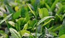 那段茶香缠绕的日子