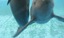 江豚，我们的宝贝