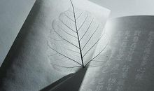 我努力读懂坦然