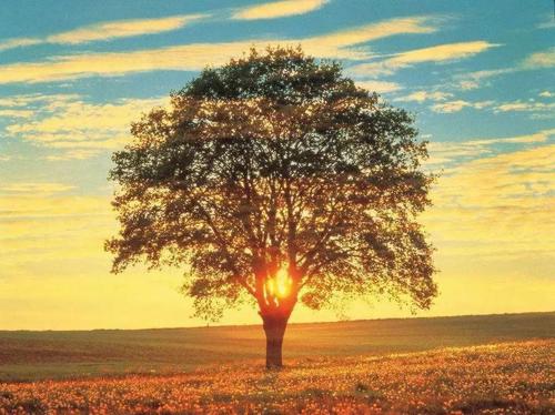 希望给我一棵大树