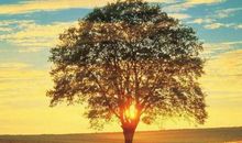 希望，给我一棵大树