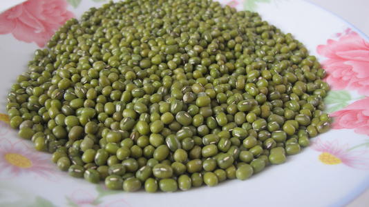 巴西乌龟“小绿豆”
