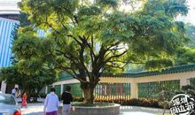 我是一棵默默无闻的树