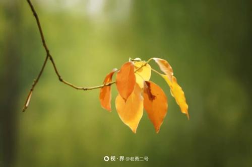 秋天的感觉