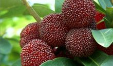 慈溪杨梅甲天下