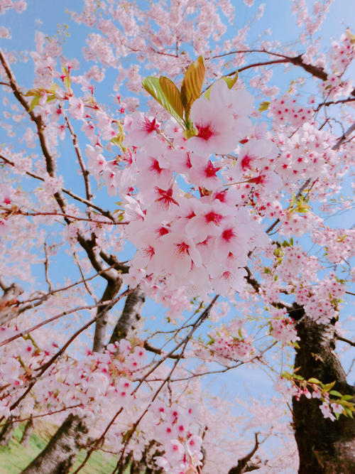 去看樱花