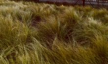 陌生又熟悉的小道