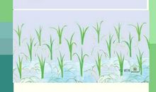 小稻秧脱险记续集