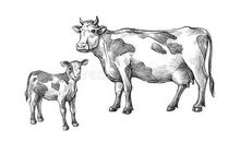 母牛与小牛读后感