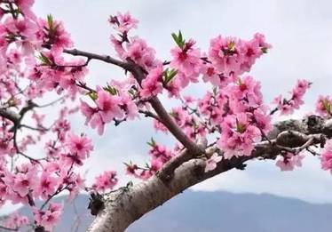 想起一棵桃树