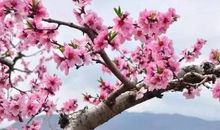 由一棵桃树想到的