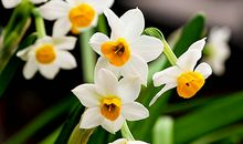 我喜欢的水仙花作文300字