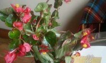 我是“食书花”