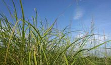 与纯真渐行渐远