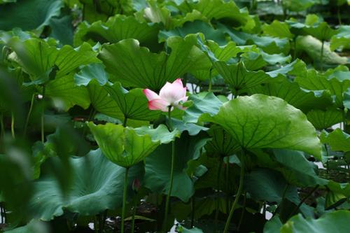 夏天的风雨