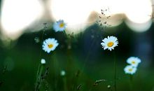 每一朵花总会开放