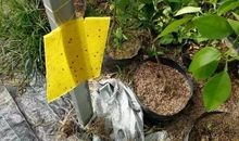 橙子味道的天然驱虫液