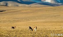 我愿做黄河中的一滴水