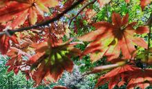 一路秋光一路歌