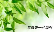 一片绿叶的自述