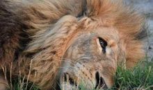 被唤醒的“雄狮”