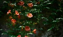 只记花开不记年