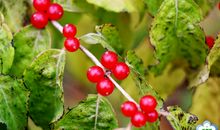 我爱五彩缤纷夏天