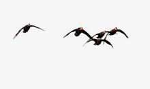 大雁的南迁之旅