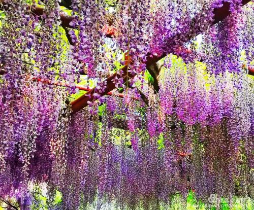 紫藤花语