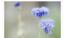 是谁带来了春天