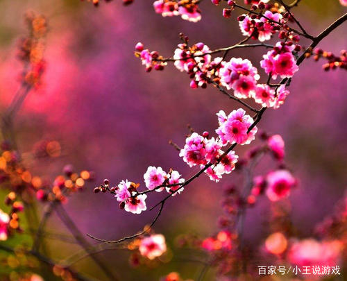 花瓣之旅